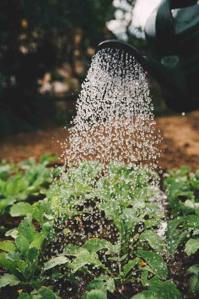 Green vegetables being watered by a watering can.